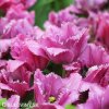 ruzovy trepenity tulipan louvre 3