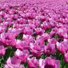ruzovy trepenity tulipan louvre 4