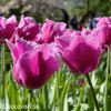 ruzovy trepenity tulipan louvre 6