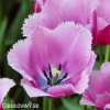 ruzovy trepenity tulipan louvre 8