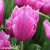 ruzovy trepenity tulipan louvre 1