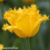 zluty trepenity tulipan maja 3