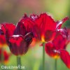 cerveny trepenity tulipan pacific pearl 7