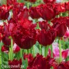 cerveny trepenity tulipan pacific pearl 8