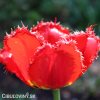cerveny trepenity tulipan red wing 4