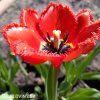 cerveny trepenity tulipan red wing 8