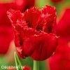 cerveny trepenity tulipan red wing 1