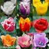trepenite tulipany smes barev mix 3
