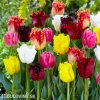 trepenite tulipany smes barev mix 4