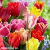 trepenite tulipany smes barev mix 1