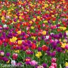 tulipan venkovsky smes barev mix 2