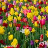 tulipan venkovsky smes barev mix 3
