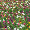 tulipan venkovsky smes barev mix 5