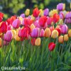 tulipan venkovsky smes barev mix 1