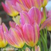 zlutoruzovy tulipan antoinette 3