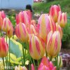 zlutoruzovy tulipan antoinette 6