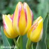 zlutoruzovy tulipan antoinette 7