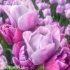 fialovy tulipan blue heaven 3