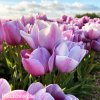 fialovy tulipan blue heaven 4