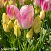 ruzovozluty tulipan dream club 3