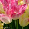 ruzovozluty tulipan dream club 4