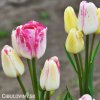 ruzovozluty tulipan dream club 5