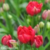 cerveny vicekvety tulipan esthatic 5