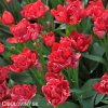 cerveny vicekvety tulipan esthatic 1