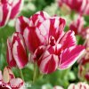 cervenobily tulipan flaming club 4