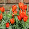 cerveny tulipan praestans fusilier 3