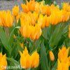 oranzovy tulipan shogun 3