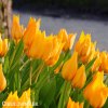 oranzovy tulipan shogun 5