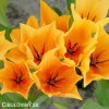 oranzovy tulipan shogun 6