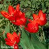 cerveny tulipan Praestans Zwanenburg 2