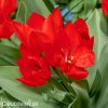cerveny tulipan Praestans Zwanenburg 3