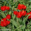 cerveny tulipan Praestans Zwanenburg 4