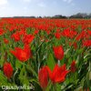 cerveny tulipan Praestans Zwanenburg 7