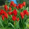 Tulipán mnohokvetý - Praestans Zwanenburg