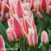 biloruzovy vicekvety tulipan quebec 3
