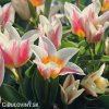 biloruzovy vicekvety tulipan quebec 4
