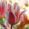 Tulipán mnohokvetý - Quebec