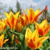 zlutocerveny vicekvety tulipan winnipeg 7