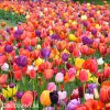 Tulipany smes 50 14