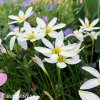 Zephyranthes candida bila destova lilie 7