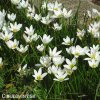 Zephyranthes candida bila destova lilie 4