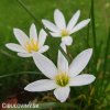 Zephyranthes candida bila destova lilie 5