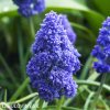modry modrenec blue spike 4