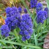 modry modrenec blue spike 5