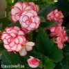 bilocervena begonie picotee white 3
