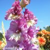 ruzovy mecik gladiolus magenta princess 2